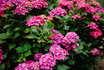Obraz premium Blumen im Garten