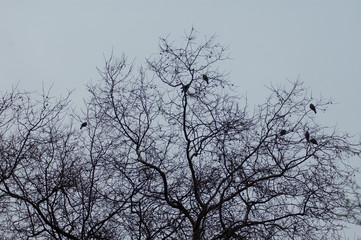 Fototapeta premium P√°jaros posados en un √°rbol sin hojas a contraluz en un d√≠a gris
