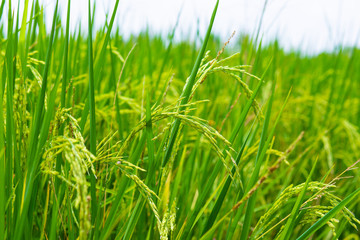 Paddy rice plantation field sunny day blue sky with cloud