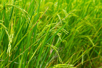 Fototapeta na wymiar Plantation of yellow paddy rice farmland