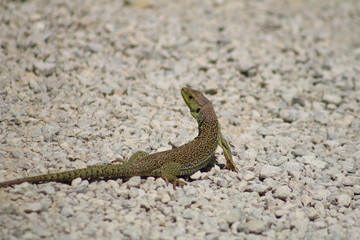 lizard on the rock