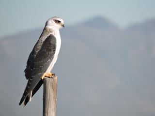 bird of prey