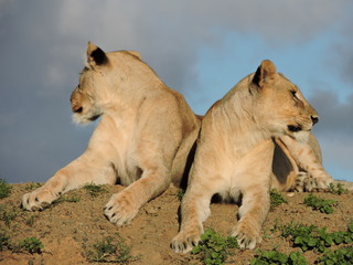 Obraz premium Two lioness