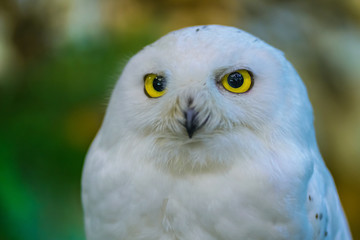 Close up to a portrait (head shot) of a passive Snowy Owl (Bubo scandiacus) showing it's mesmerising, wide-opened, yellow eyes and sitting on a post.