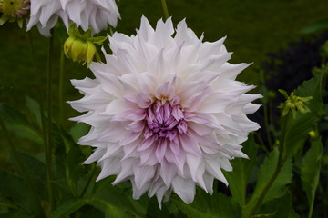 Obraz premium Blumen und Pflanzen