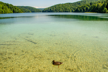Fauna of Plitvice Lakes, ducks and fish in clear water.