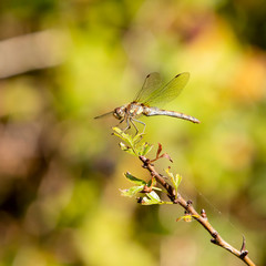 Isolated dragonfly perched on a branch