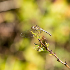 Female Common Darter dragonfly perched on a branch
