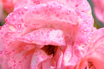 Pink rose in garden