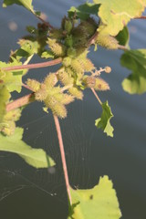  A green plant with thorns grows on the shore of a pond