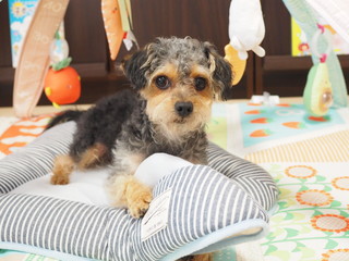 犬