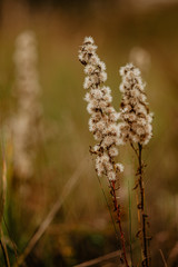 field of wild flowers