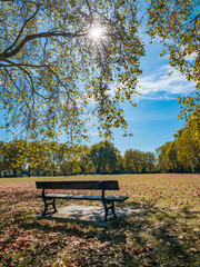 Beautiful autumn scene in Green Park of London with bench and a tree against the blue sky in a sunny day