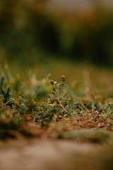moss on tree