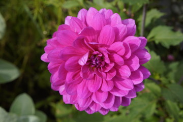 Obraz premium Blumen und Pflanzen