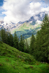 Fototapeta na wymiar Scenic landscape with green meadows, fir trees and mountains in clouds, Austria