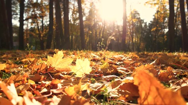Beautiful autumn landscape. Fallen autumn leaves on grass in sunny morning light. Amazing autumn scene.