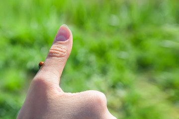Girl shows a thumb in the park on a background of green grass. The sign is in order.. copy space for text. A ladybug is sitting on a finger