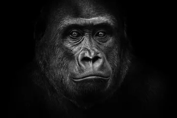 Vlies Fototapete Tieren Schwarz-weißer Gorilla