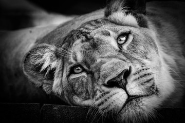 black and white lioness - obrazy, fototapety, plakaty