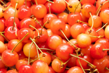 たくさんのさくらんぼ クローズアップ