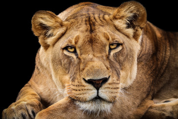 Obraz na płótnie Canvas portrait lioness