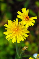 yellow flowers in the garden