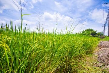 Paddy rice plantation field sunny day blue sky with cloud