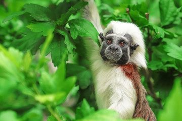 Cotton-top tamarin on the tree