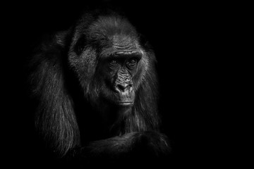 Gorilla
