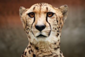 Cheetah