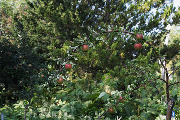 真っ赤に実った美味しそうなりんご / りんご農園 北海道