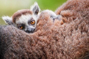 Young lemur