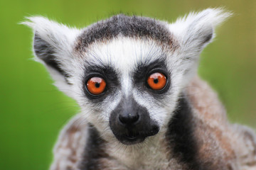 Fototapeta na wymiar Young lemur
