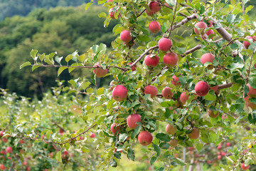 真っ赤に実った美味しそうなりんご / りんご農園 北海道
