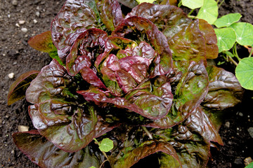 Little Red Gem Romaine Lettuce in a garden