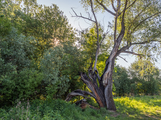 A huge, cracked tree trunk