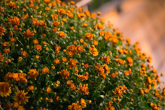 yellow flowers on the bush in the garden
