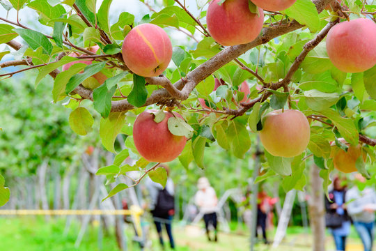 真っ赤に実った美味しそうなりんご / りんご農園 北海道