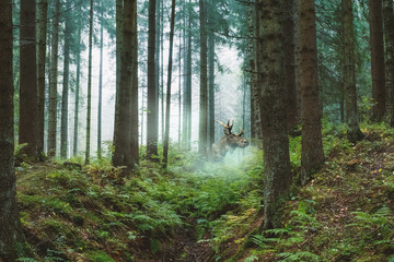 adult moose with horns on an early foggy morning in the forest
