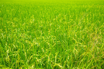 Paddy rice plantation field ready for harvest