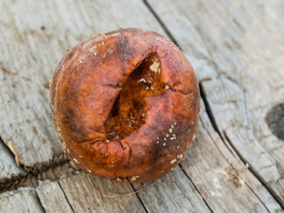 Apple affected by fungus and mold. Disease scab, a Lousy rotten Apple.
