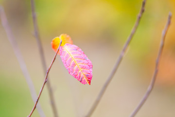 small pink autumn leaf, blurry colorful background in fall season