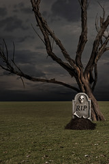 grave by a dead old tree