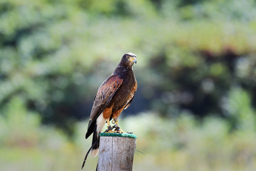 Harris's Hawk (#faucon-educ)