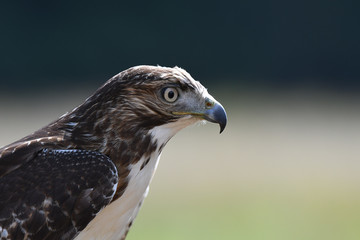 Red-tailed Hawk juvenile (#faucon-educ)