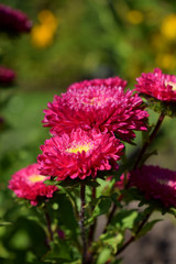 Pink asters with yellow center in the garden