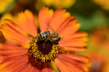 Bee picking up nectar on orange helenium flower