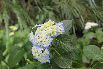 Colorful Flowers