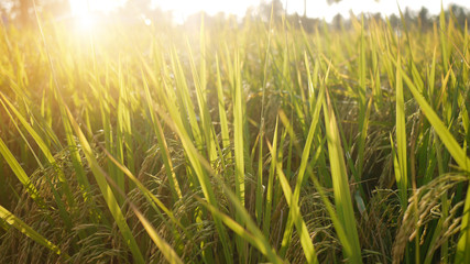 Golden paddy in rice field.